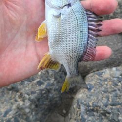 まったりハゼ釣り