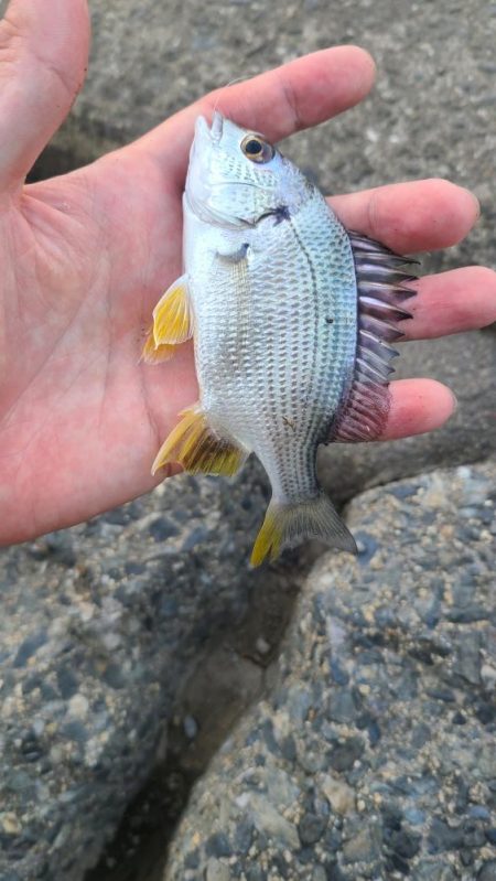 まったりハゼ釣り