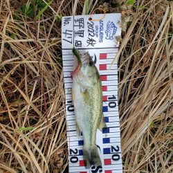 野池で小バス釣り