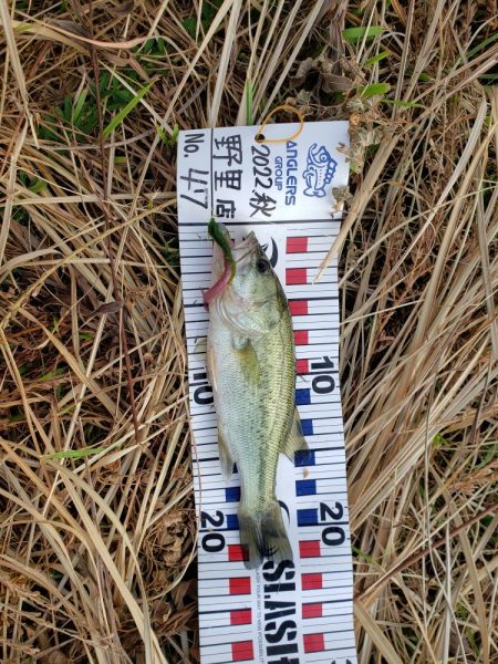 野池で小バス釣り