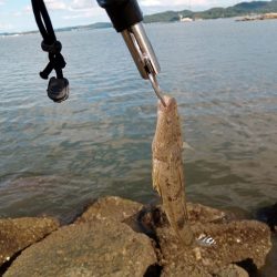 9月ようやく1匹目