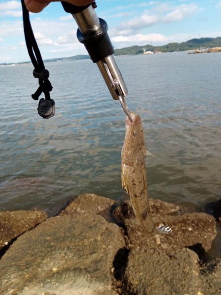 9月ようやく1匹目