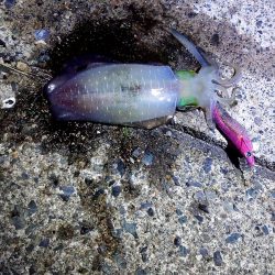 楽しめた日曜日