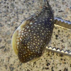 尺アジリベンジ