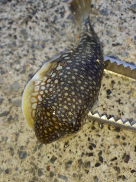 尺アジリベンジ