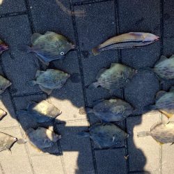 コスモスクエアでカワハギ