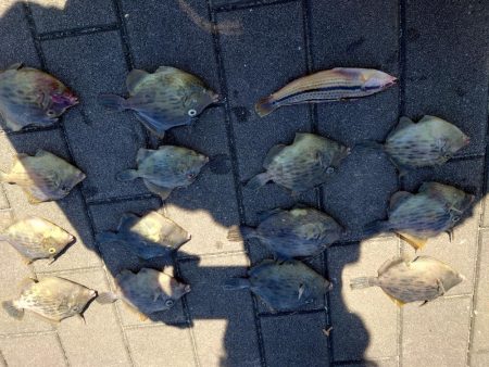 コスモスクエアでカワハギ