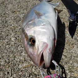 ツバス シオゲットです