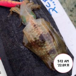 エギング朝まづめ