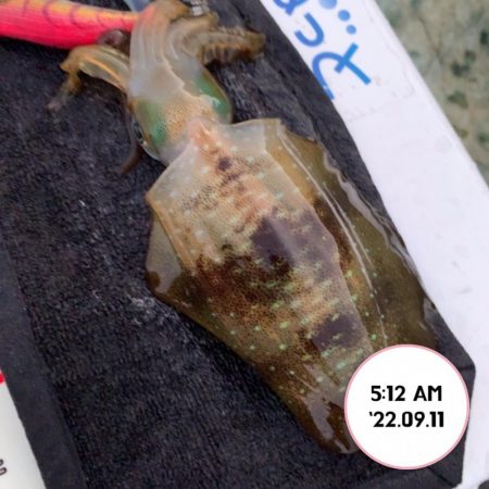 エギング朝まづめ