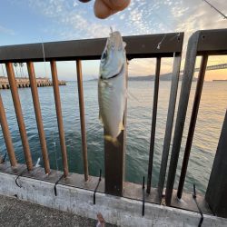 釣り人多め魚少なめ