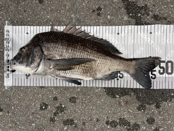 イチノ兄弟、釣果！