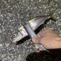 サバゲー時々豆アジング