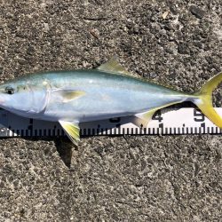 青物祭りやぁ‼︎