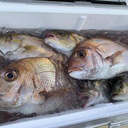 伊島周辺でシオ