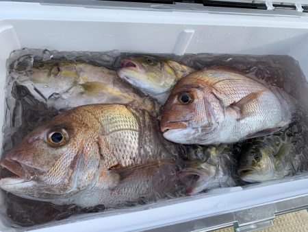 伊島周辺でシオ