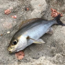 カゴ釣りでグレGET