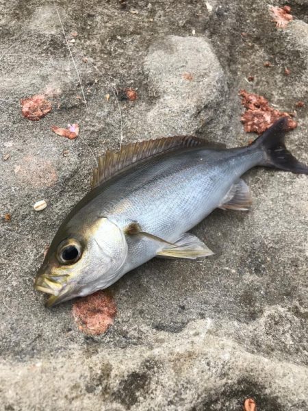 カゴ釣りでグレGET