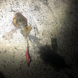 9/11 西舞鶴　爆釣20杯夜イカ