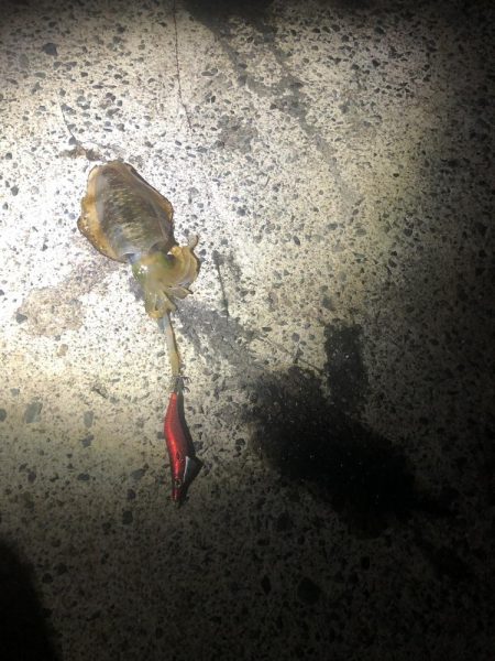 9/11 西舞鶴　爆釣20杯夜イカ