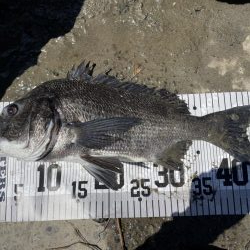 イチノ兄弟、釣果！