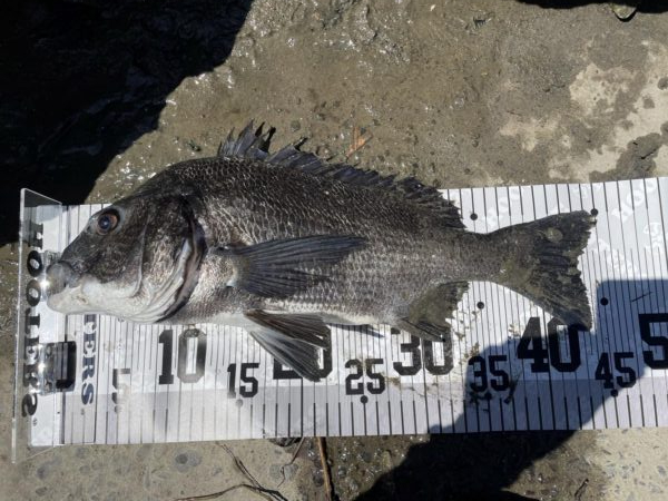 イチノ兄弟、釣果！