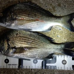 アジがいなくライトゲームは苦戦