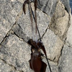 新子サイズしかおらんっ笑笑