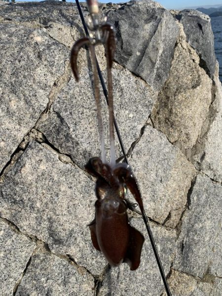 新子サイズしかおらんっ笑笑