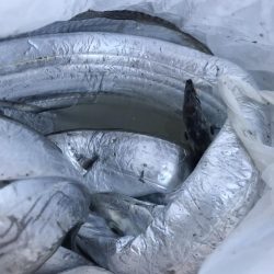 朝マズメの太刀魚釣り