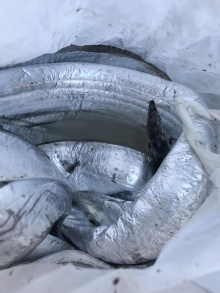 朝マズメの太刀魚釣り