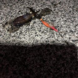 ナイトエギング