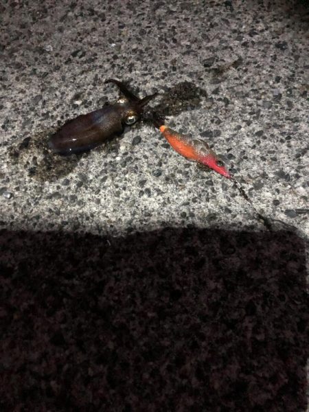 ナイトエギング