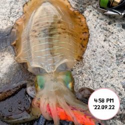 エギング夕まづめ