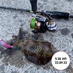 エギング朝まづめ