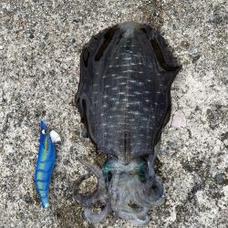 秋イカ釣り