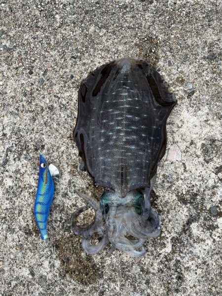 秋イカ釣り