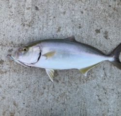 ライトショアジギング