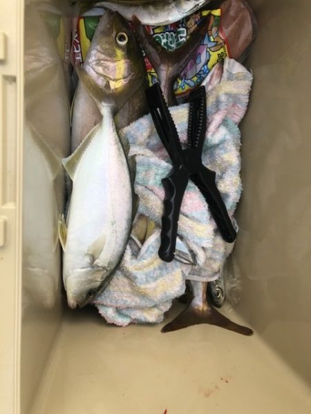 ライトショアジギング