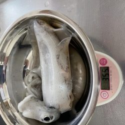 今期初エギング