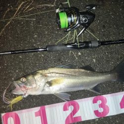 信頼できるフェザーでセイゴ3匹