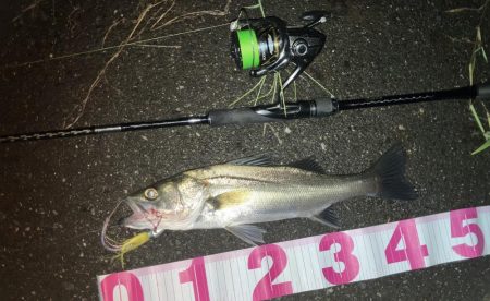 信頼できるフェザーでセイゴ3匹