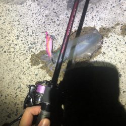 西舞鶴 9/9 夜イカ