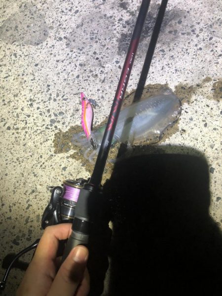 西舞鶴 9/9 夜イカ