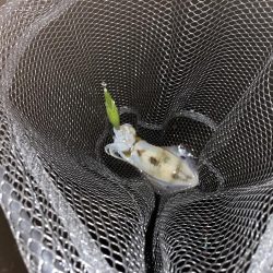 風裏あるかな!?