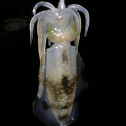 十五夜 満月エギング