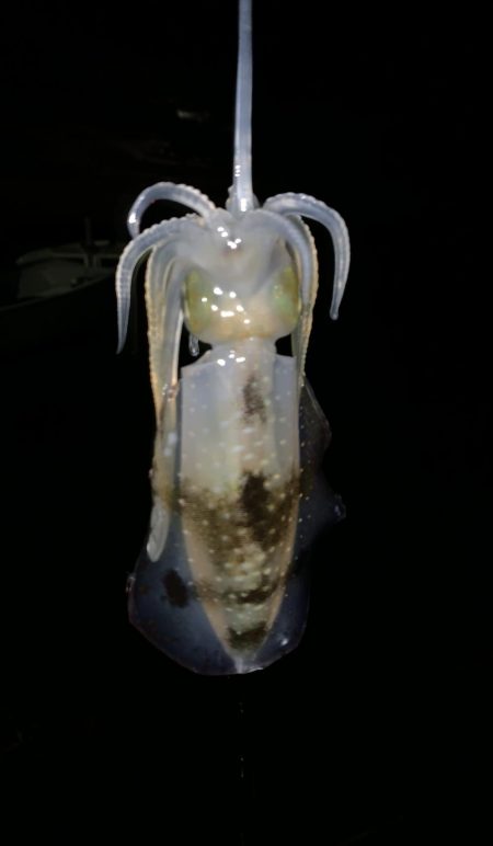 十五夜　満月エギング