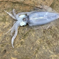 初デイ　アオリイカ