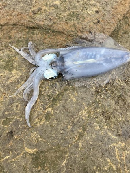 初デイ　アオリイカ