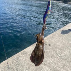 今年初エギング